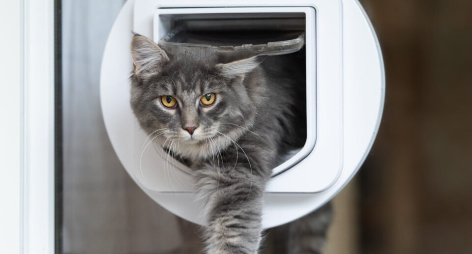 Need a Cat Flap in a Glass Door? Our Top 5 Picks Reviewed with Advice