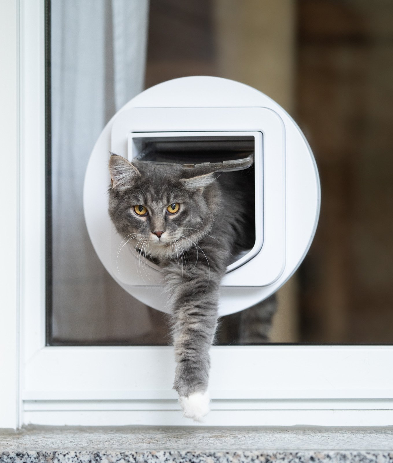 Need a Cat Flap in a Glass Door? Our Top 5 Picks Reviewed with Advice