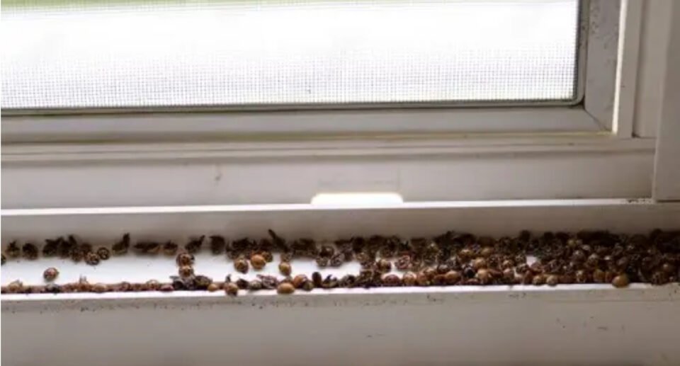 Tiny Black Bugs in House Near Windows: How to Identify and Get Rid of Them