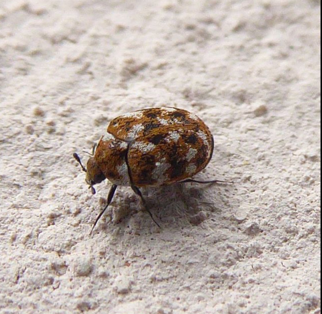 Carpet beetles