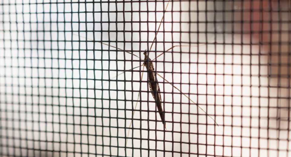 Keep Mosquitoes Away from Your Front Door