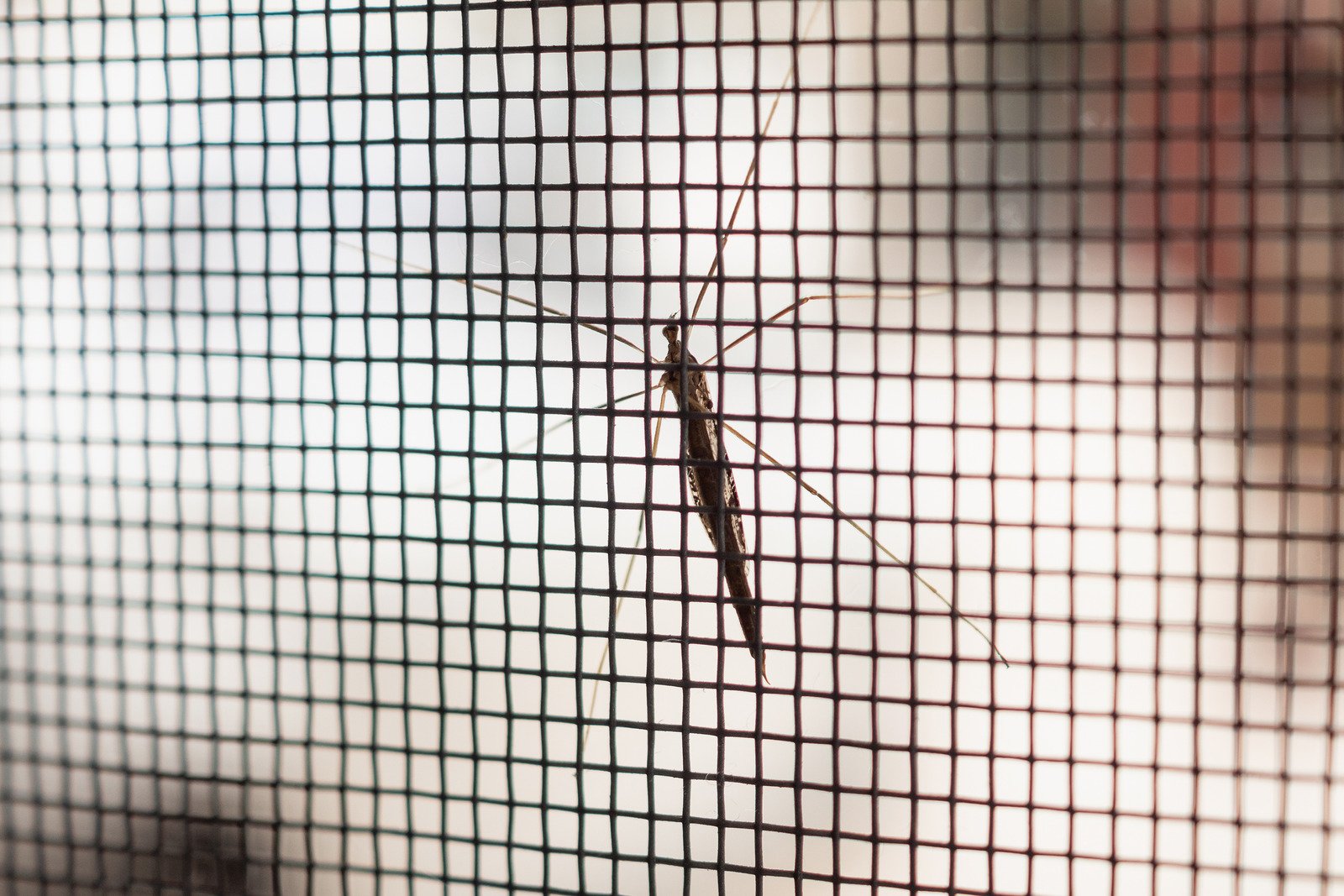 How to Keep Mosquitoes Away from Your Front Door: The Ultimate Guide