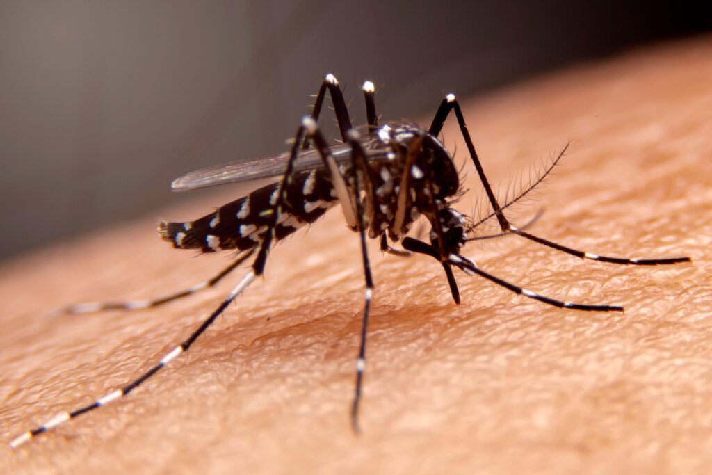 Keep Mosquitoes Away from Your Front Door